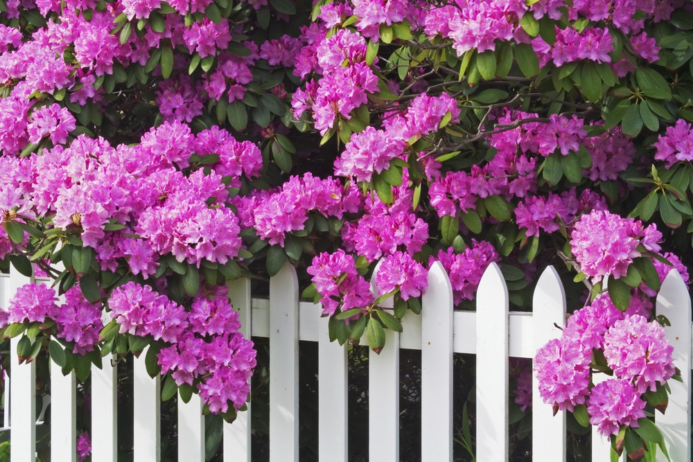 Rhododendrons and a white picket fence in Perth