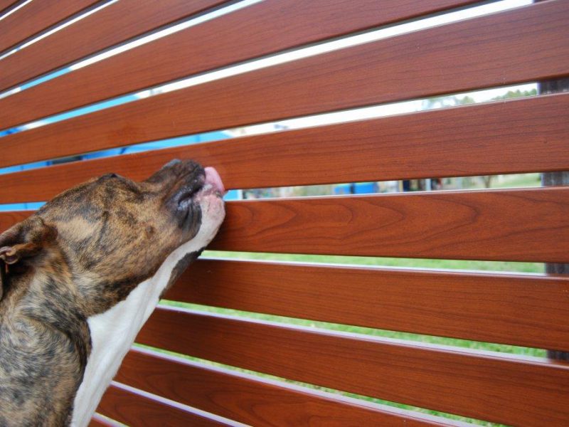 Brody the dog licking a fence that might add value to his home