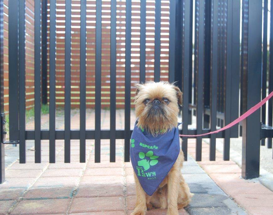 Tubular fencing at RSPCA WA