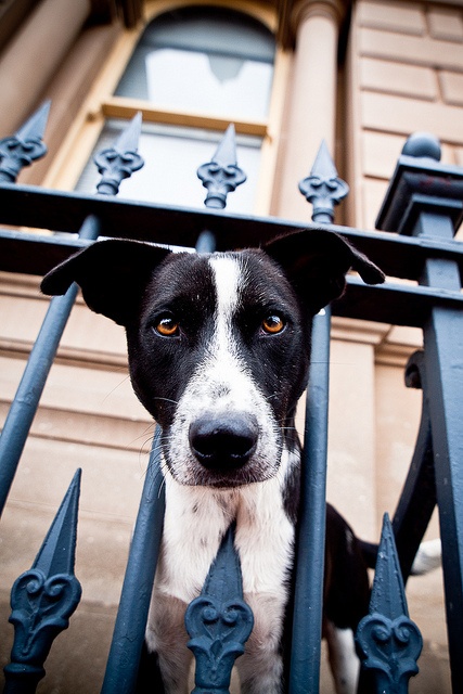 Preparing your yard for a dog - Fencemakers