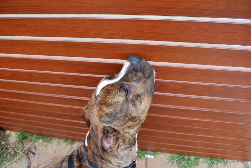 RSPCA WA resident Brody inspecting the new donated Fencemakers fencing at the animal Care Centre in Malaga 