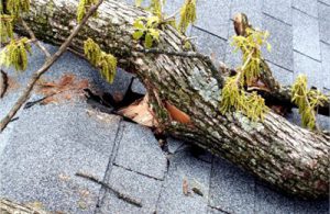storm_damaged_shingles_from_thrown_tree_branch