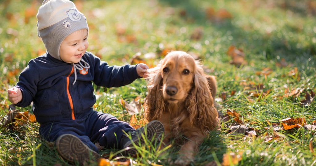 a baby patting a dog