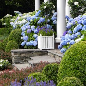A Hamptons style garden with blue and white hydrangeas