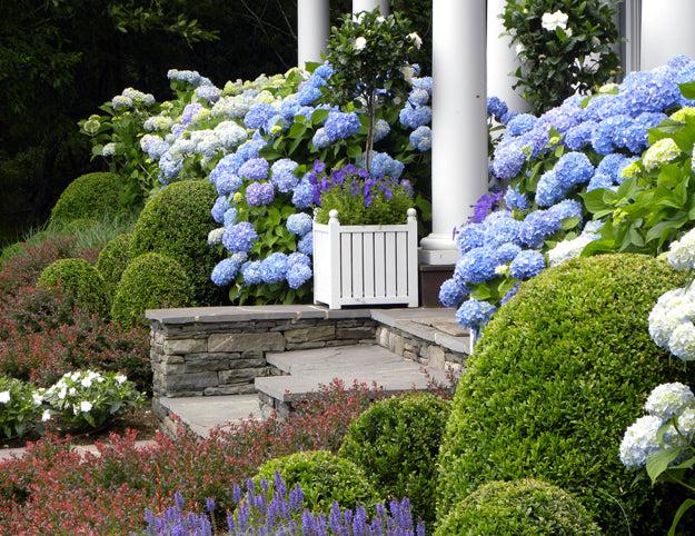A Hamptons style garden with blue and white hydrangeas
