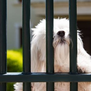 Fencing ideas for dog - sheep dog behind a fence