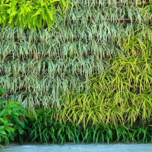 vertical garden outside a Perth home