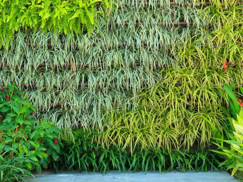 vertical garden outside a Perth home